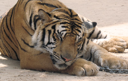 leżący tygrys